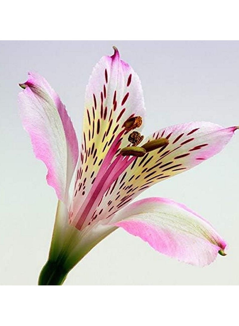 Isle Of Skye Oriental Lily Candle Large Tumbler