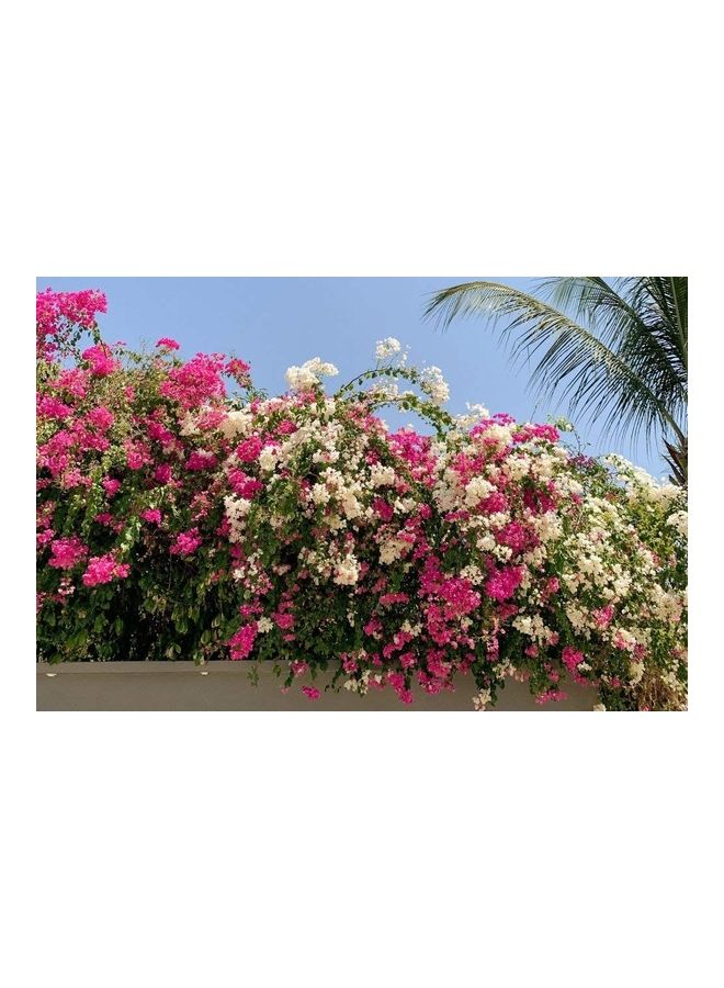 Bougainvillea Flower Fertilizer 1kg - DESERT ENERGY