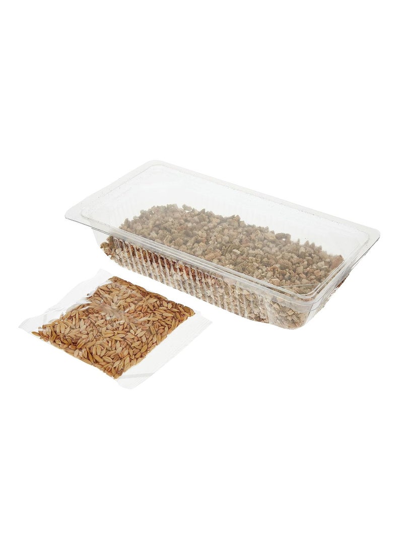 Webbox Cat Grass Complete Easy Grow Kit 120G