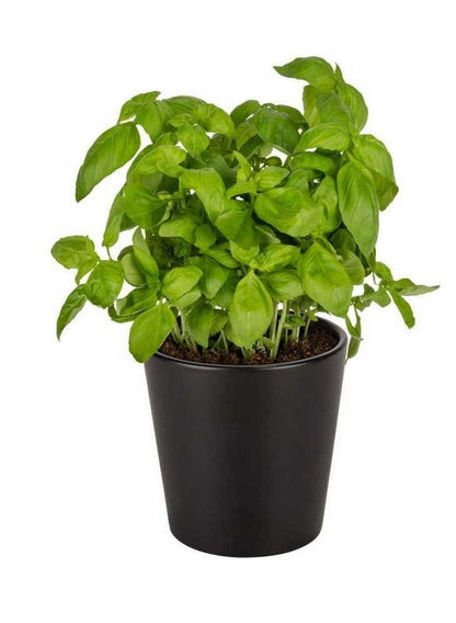 Wenko Kuro Ceramic Herb Pot - Premium Garden Accessory
