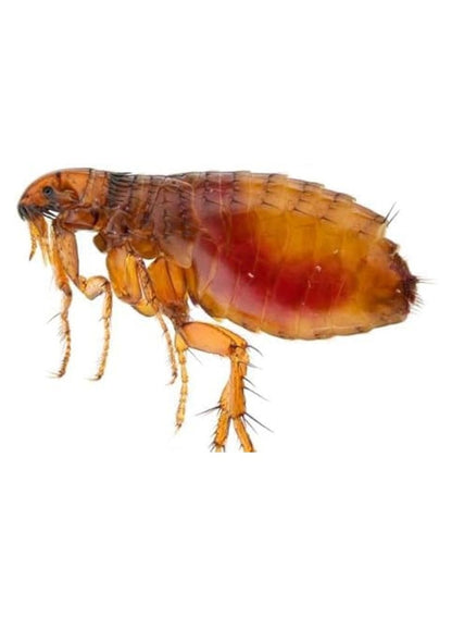 Protect Bedbug and Flea Killer Spray 480 ML
