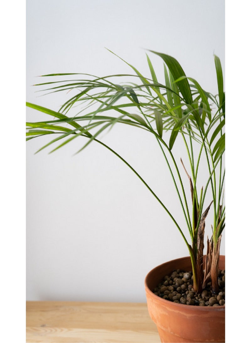 DESERT ENERGY Root Max Humifull Liquid Fertilizer