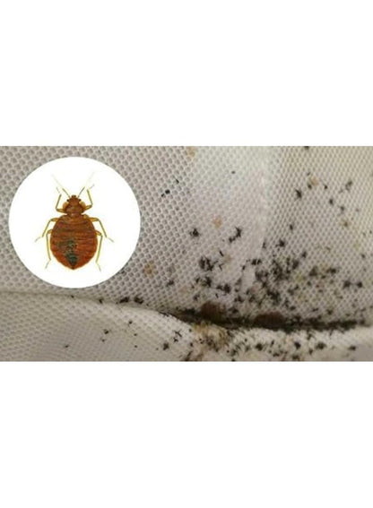 Protect Bedbug and Flea Killer Spray 480 ML