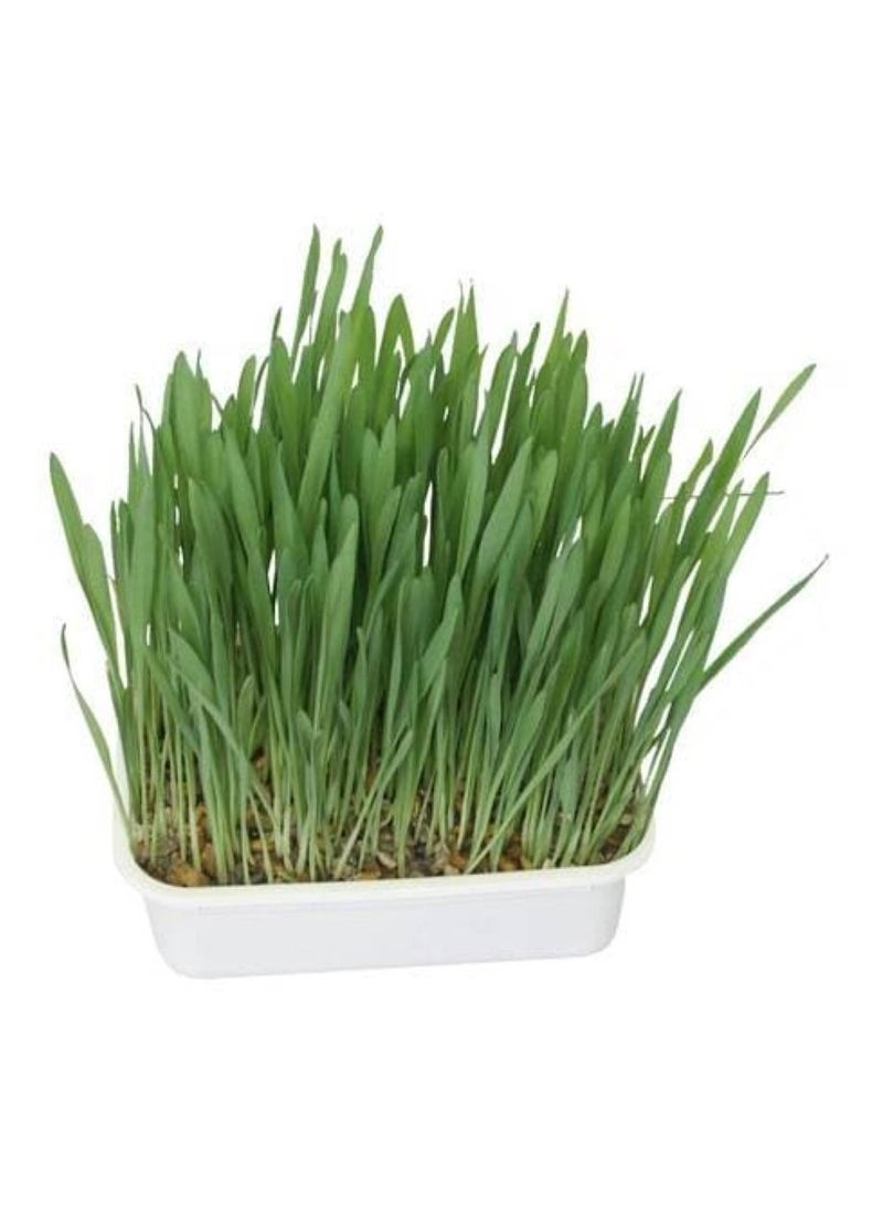 Aime Fresh Purifying Herbs for Cats