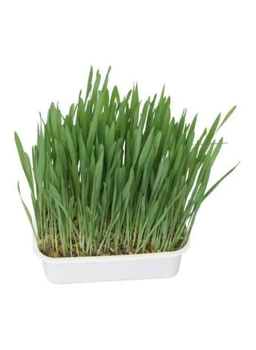 Aime Fresh Purifying Herbs