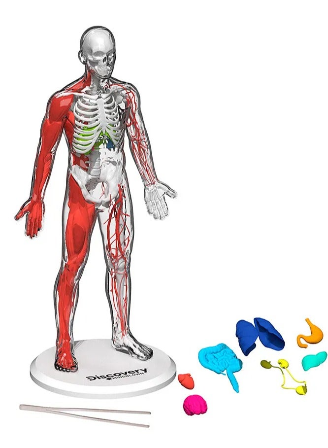 3D Human Anatomy Puzzle Kit by Discovery