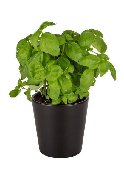 Wenko Kuro Ceramic Herb Pot - Premium Garden Accessory