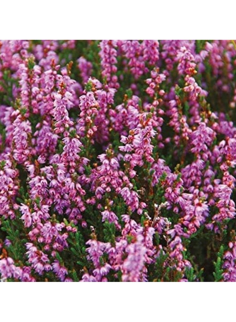Heather & Wild Berries Reed Diffuser - Isle Of Skye