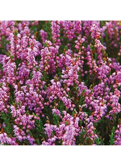 Heather & Wild Berries Reed Diffuser - Isle Of Skye