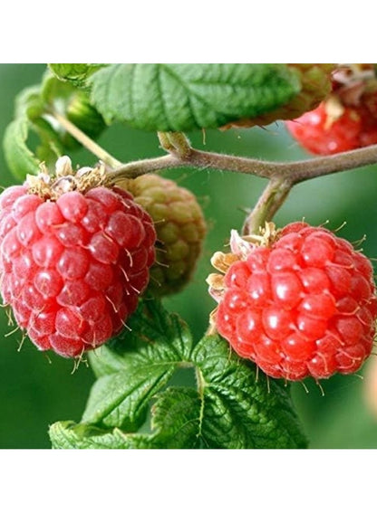 Raspberry & White Ginger Candle - Isle Of Skye