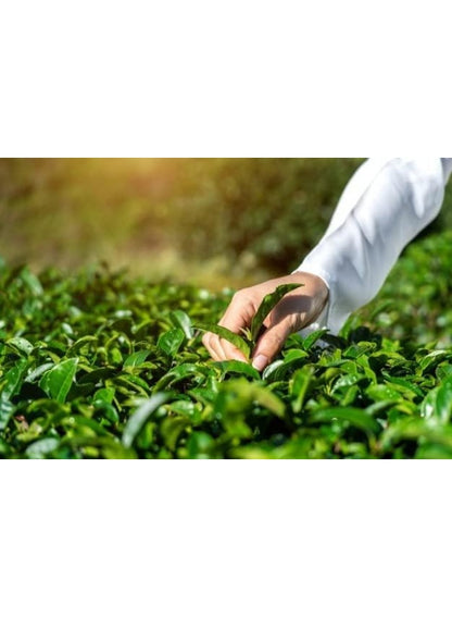 add one, alwazah tea, ceylon tea, ceylon tea 500g, cool dry, last key, leaf tea, pure ceylon, pure ceylon tea, sri lanka, tea 500g, tea net, tea per, tea tea, tea type