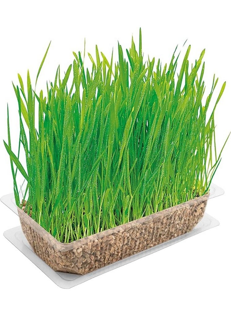 Vitakraft Cat Grass for Healthy Digestion