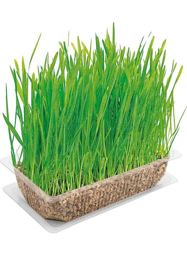 Vitakraft Cat Grass for Healthy Digestion