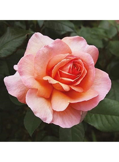 Bohemian Rose Large Candle - Isle Of Skye Candle Company