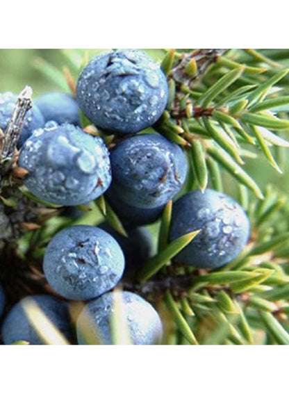 Juniper Natural Soya Wax Candle Large - Isle Of Skye
