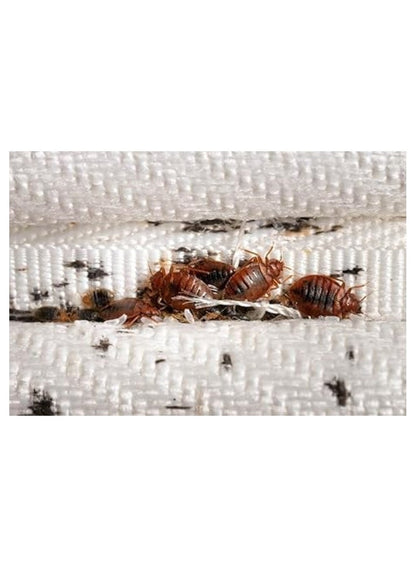 Protect Bedbug and Flea Killer Spray 480 ML