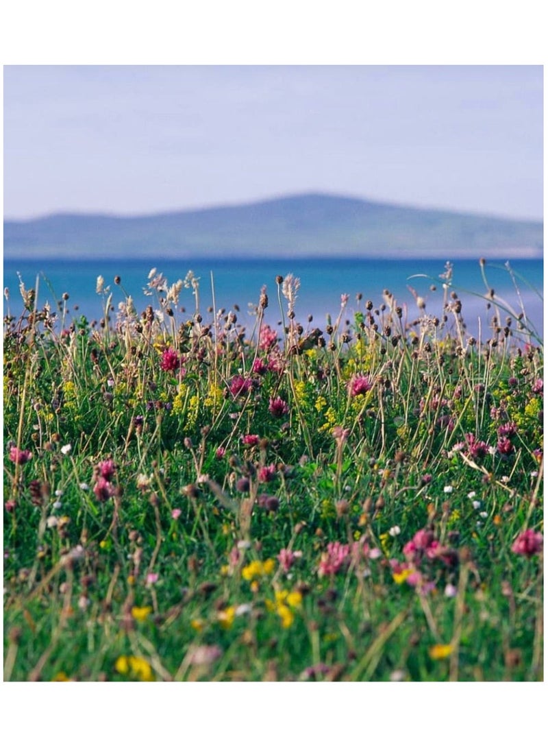 Raspberry & White Ginger Reed Diffuser - Isle Of Skye