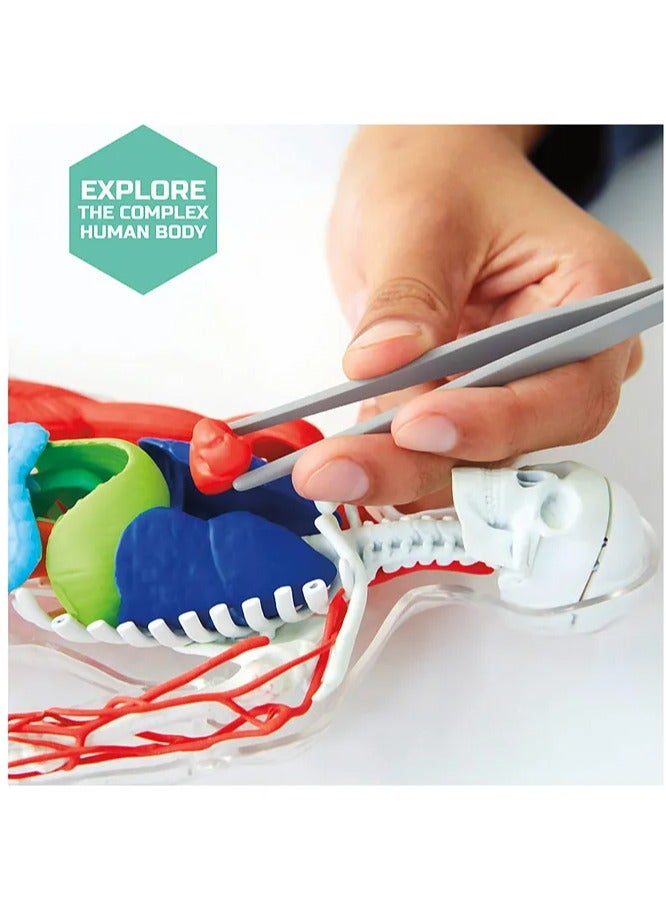 3D Human Anatomy Puzzle Kit by Discovery