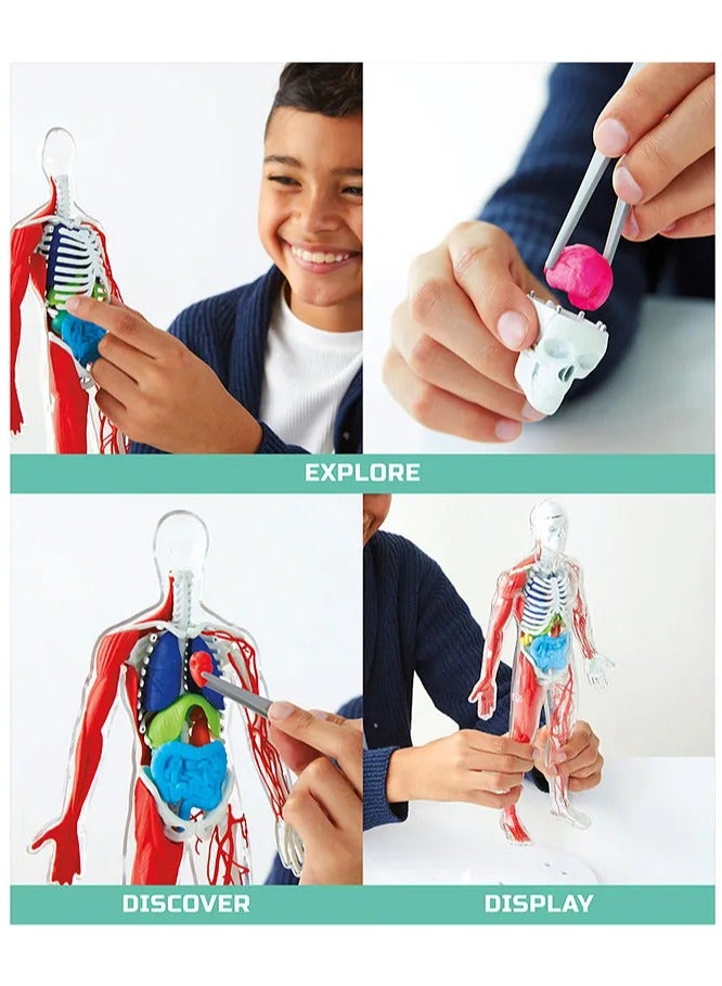 3D Human Anatomy Puzzle Kit by Discovery