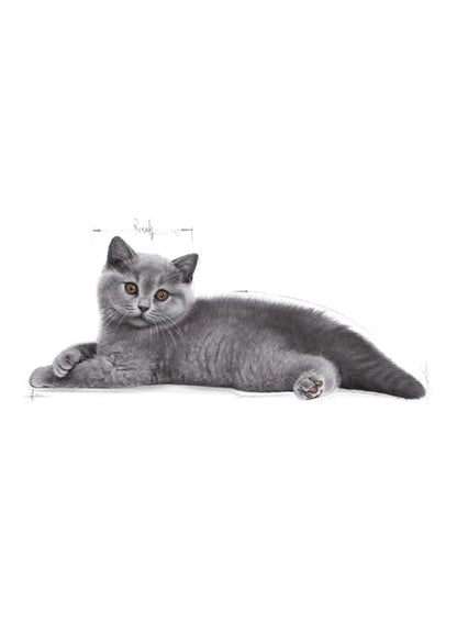 Royal Canin British Shorthair Dry Food 4000g