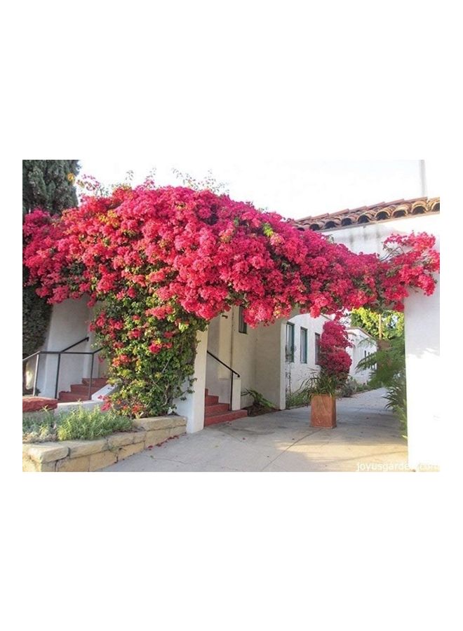 Bougainvillea Flower Fertilizer 1kg - DESERT ENERGY