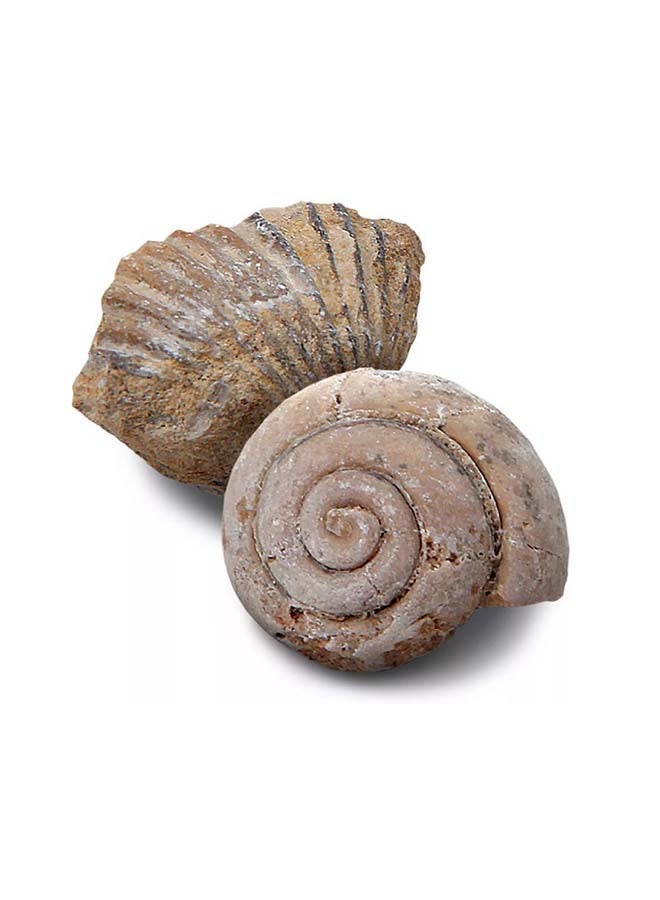 Mini Fossil Excavation Kit by Discovery