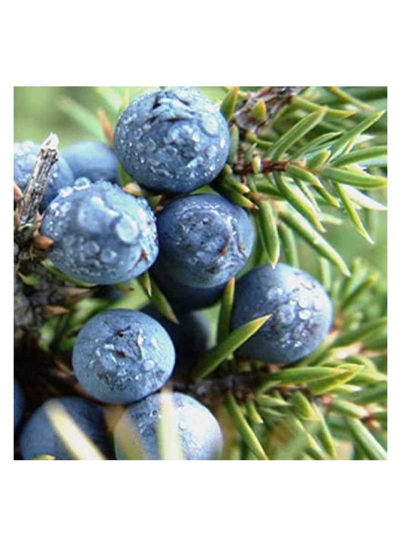 Juniper Natural Soya Wax Candle Tumbler - Isle Of Skye