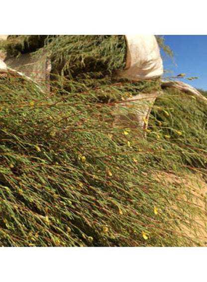 Organic Rooibos Tea 40 Bags - Dragonfly Tea