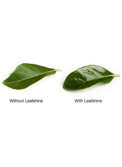 Oasis Leafshine Spray for Plants 600 ML