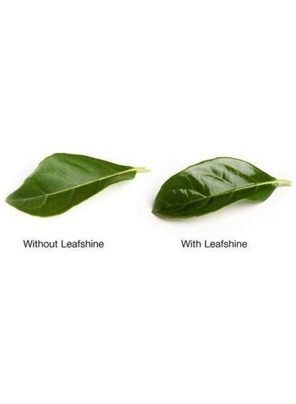 Oasis Leafshine Spray for Plants 600 ML